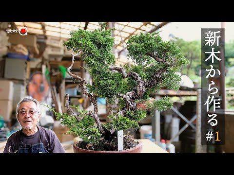 [#1] Let's make juniper from new wood. [Bonsai Q]