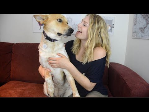 How to STRENGTHEN Your Relationship with Your Dog | How to Make Your Dog Happy