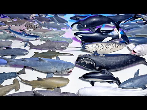 Sharks VS Whales & Dolphins!