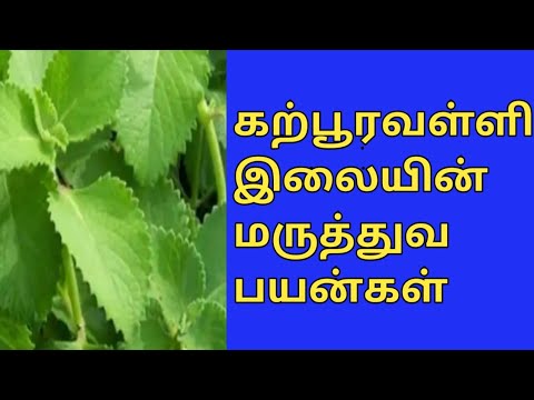 கற்பூரவள்ளி இலையின் மருத்துவ பயன்கள்||karpooravalli ilai payankal