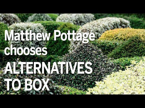 Alternatives to box | Matthew Pottage's choices from RHS Wisley