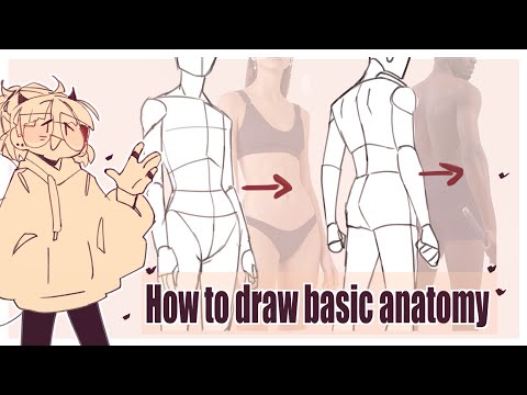 How to draw basic anatomy