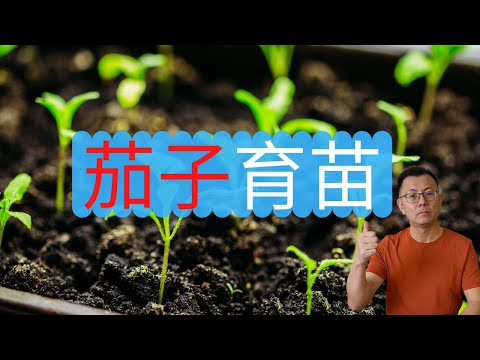 茄子育苗：茄子什么时候开始育苗？使用育苗盒进行茄子育苗步骤！