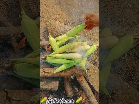 #mokkajonna 🌽తెలంగాణ #style  #కలుసుడు #mokkajonna #farming