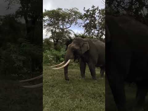 Bandipur elephant chilling and dancing🐘🐘