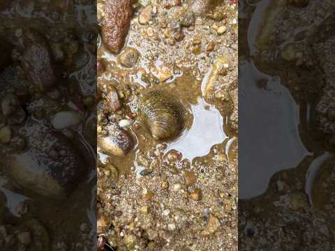 Extracting a huge pearl from this clam #pearl #clam