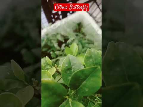 Citrus butterfly Attack On Citrus plant #butterfly #pest #citruspest