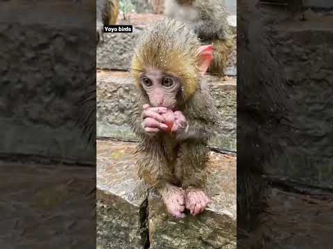 Monkey baby 🐵 cute video #trandingshorts #viral #monkey #monkeybaby #shortvideo #shorts #viral