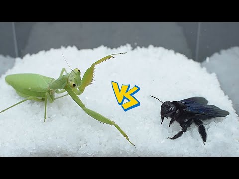 Mantis vs  Bamboo Bee   Battle of the Century螳螂vs竹蜂-世纪大战