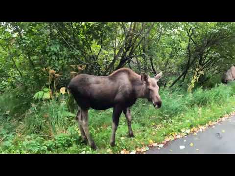 Biking at Tony Knowles Coastal Trail Part 2 at Anchorage, Alaska USA Sep 09,2024