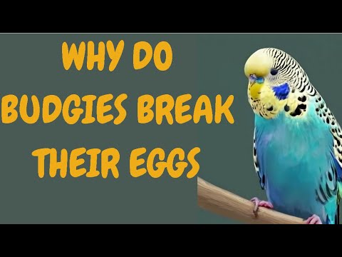 Why Do Budgies Break Their Eggs