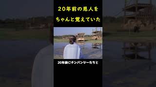 20年ぶりに恩人と再会したチンパンジーの反応は涙を誘う！