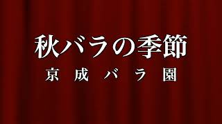 秋バラの季節　京成バラ園 rose garden keisei