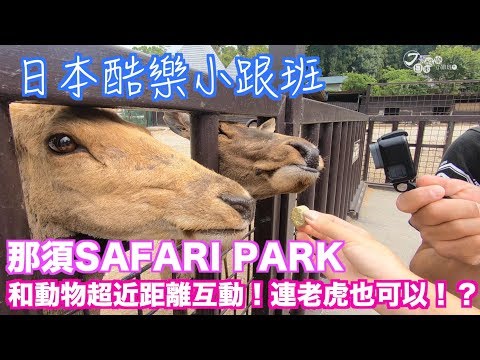 【日本酷樂小跟班】老虎在身邊！？那須SAFARI PARK讓你跟老虎當朋友