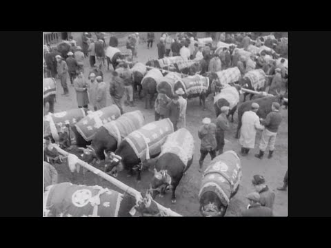 【懐かし映像】松阪牛の品評会　三重県松阪市【放送日1962年11月27日】