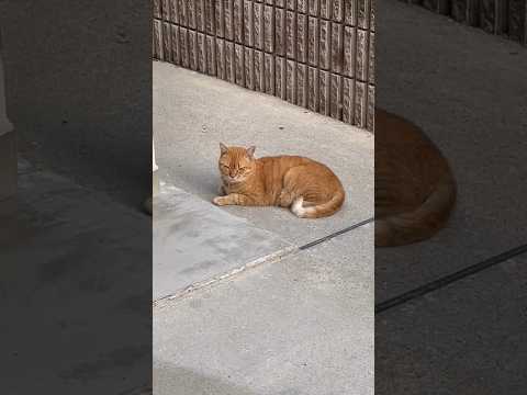 Mr. Peanut (local feral cat 🐈)