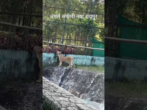 जंगल सफारी नया रायपुर | Jungle Safari Naya Raipur | Naya Raipur City | #shorts