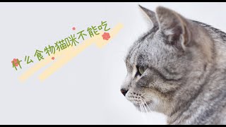 什么食物猫咪不能吃