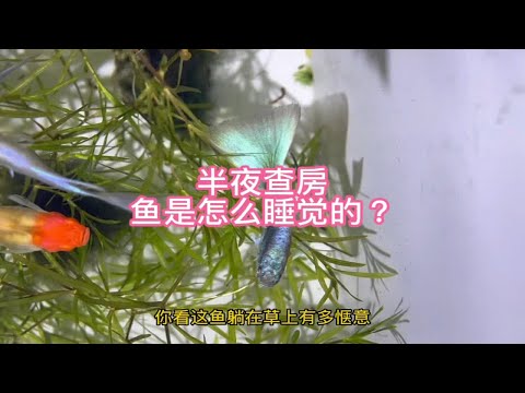 半夜查房，鱼是怎么睡觉的？