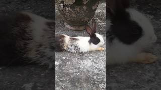 #rabbit #femaleanimal #bunny #rabbitfood #femalepet #pets #rabbiteating #cute #rabbiteatingcarrot