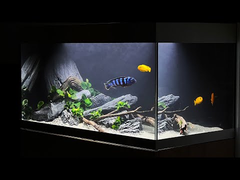 NEW AQUASCAPE FOR MY OLDEST FISH - FULL BUILD VLOG