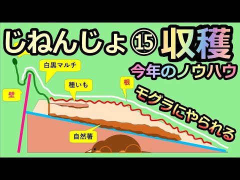 【楽々】波板自然薯ななめ栽培⑮ 収穫とノウハウ 2021 モグラに邪魔される