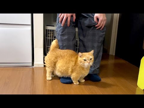 プリンのお出迎えの順番待ちをする飼い主と弟猫