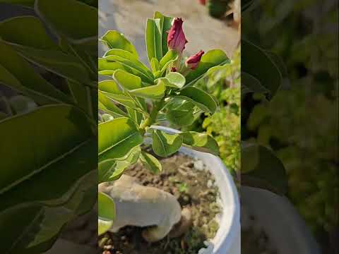 Adenium(Desert Rose) #gardening  #instrumental #shorts #shortvideo #ytshorts #ytshortsindia #adenium