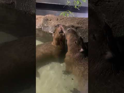 仲良しカピバラ兄弟(マクセルアクアパーク品川) #capybara #shorts