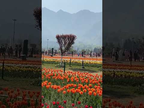 Indira Gandhi Memorial Tulip Garden in Kashmir, is at the base of the Zabarwan Range!