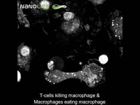 T cells killing macrophage & macrophages eating macrophage label free live cell imaging