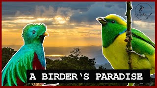 Birding CURI-CANCHA Reserve in Monteverde, Costa Rica!