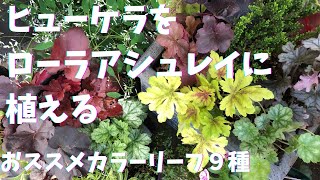 🍃ヒューケラ、ヒューケレラ品種紹介と寄せ植え/Heuchera variety introduction and group planting【カラーリーフ】🍂