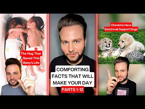 Comforting Facts That Will Make Your Day (Full Series Compilation)