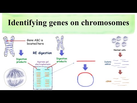 Identifying genes on chromosomes