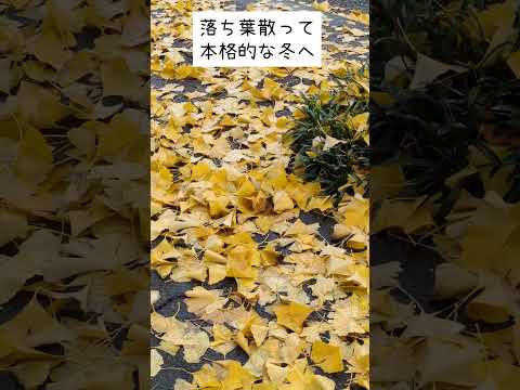 街路樹の銀杏の葉がだいぶ落ちました 歩道が綺麗な黄色に！でもこれ雨で濡れてるとくっついてて全然拾えなくてまじで疲れる！さ、いよいよ本格的に冬がきましたな