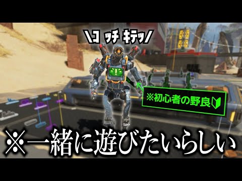 可愛い初心者野良に訓練場に招待された【APEX】