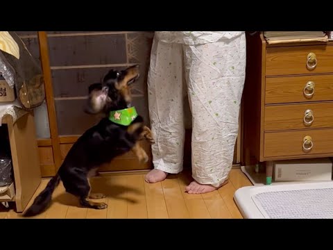 【鬼絡み】風呂上がりおばぁに… #shorts #犬 #dog