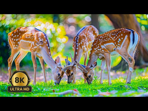 8K Scenic Wildlife 🐻 Serene Journey 🦢 Uplifting Piano Tunes relaxing