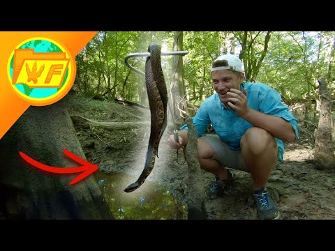 Catching a DEADLY Cottonmouth — How Venomous is it?