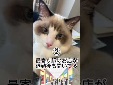 Ｒｅ就活ユーザーに聞いた！転職して良かったこと5選　#shorts #転職 #猫