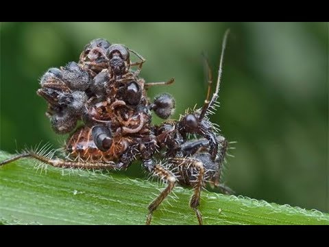 自己的卵養大了敵人？兇猛昆蟲間的幼蟲大戰|Larvae fight between fierce insects