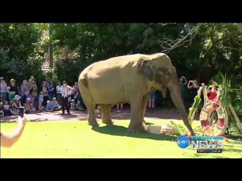 Perth Zoo celebrates a milestone birthday