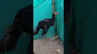 Parrot beak temper tail chicks #ytshorts #ytshortsindia #vi