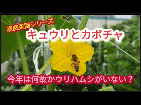 【キュウリとカボチャ】今年は何故かウリハムシがいない？【家庭菜園シリーズ】