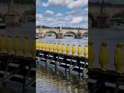 PRAGUE. PENGUINS. VLTAVA