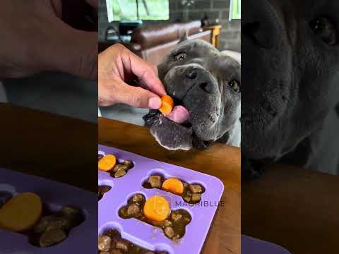 Para os Dias de calor 🐾 é refrescante