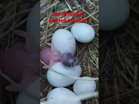 the fifth nest started to hatch! gouldian chick!