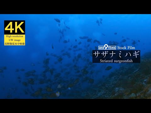 【4K 水中映像】サザナミハギの産卵行動 / Striated surgeonfish / Ctenochaetus striatus