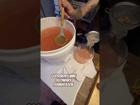 Today on the Homestead:Straining Gooseberry Wine for Secondary Fermentation | Homemade Wine #shorts